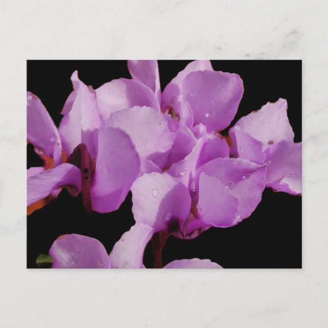 Cyclamen Coum vykort (Framsida)