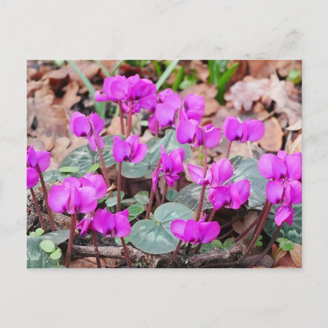 Cyclamen Coum vykort (Framsida)