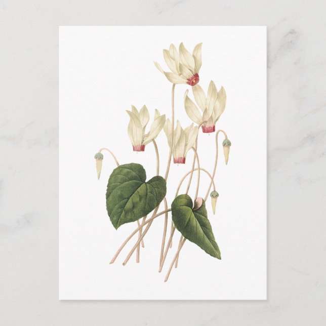 cyclamen(Cyclamen sp.) by Redouté Vykort (Framsida)
