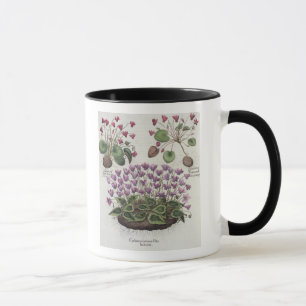 Cyclamen: foliishederaceis för serotinum mugg