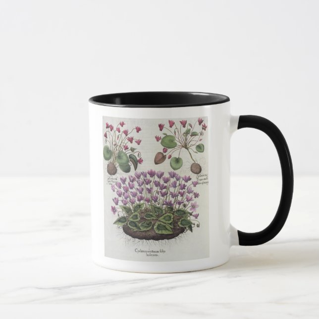 Cyclamen: foliishederaceis för serotinum mugg (Höger)