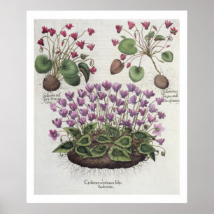 Cyclamen: foliishederaceis för serotinum poster