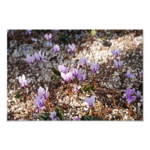 Cyclamen Fotoavtryck Fototryck
