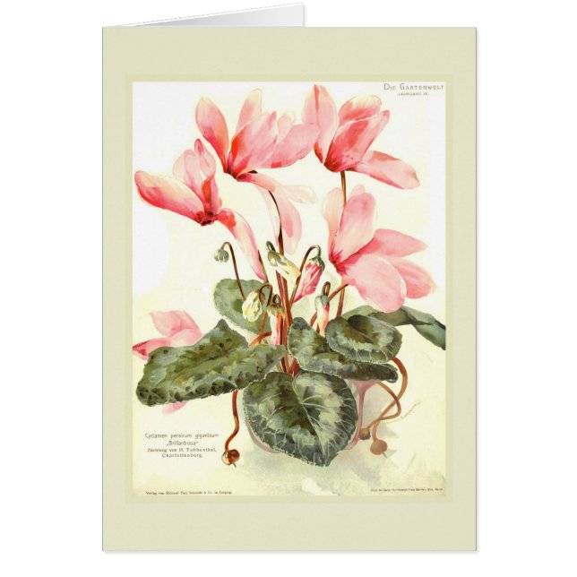 Cyclamen Hälsningskort (Framsidan)