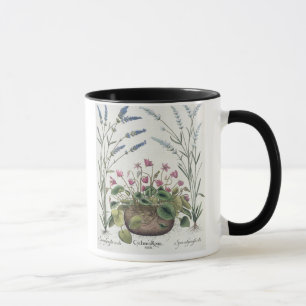 Cyclamen och lavendel: 1.Cyclamen Romanum; 2.Spica Mugg