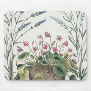 Cyclamen och lavendel: 1.Cyclamen Romanum; 2.Spica Musmatta