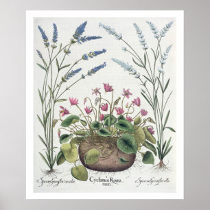 Cyclamen och lavendel: 1.Cyclamen Romanum; 2.Spica Poster