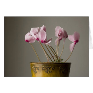 Cyclamen Plant Hälsningskort