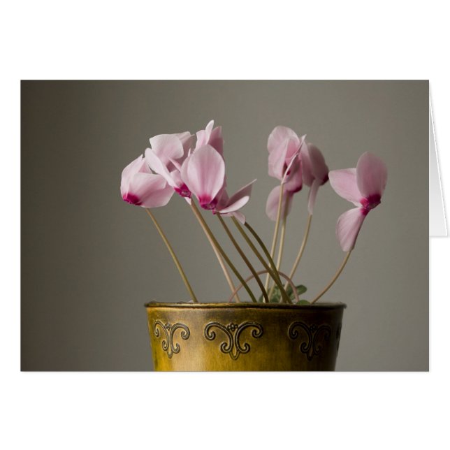 Cyclamen Plant Hälsningskort (Framsidan Horizontal)
