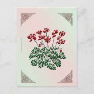 Cyclamen Postcard Vykort