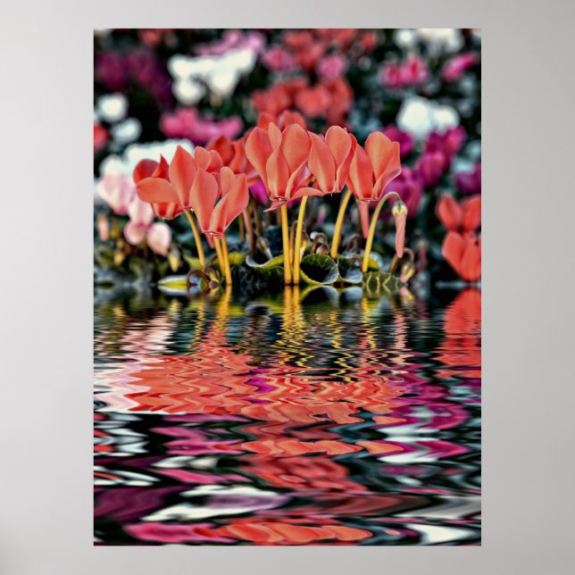 Cyclamen som speglas i vatten poster (Framsidan)
