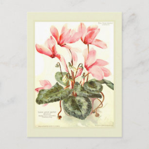 Cyclamen Vykort