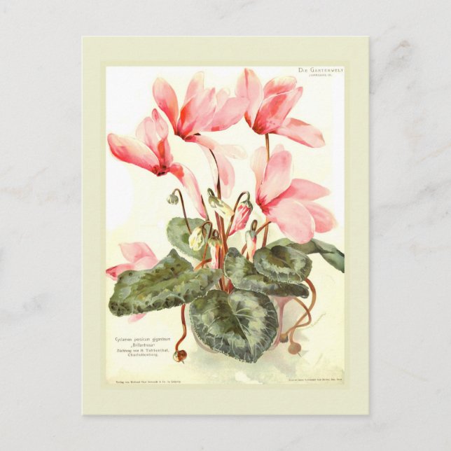 Cyclamen Vykort (Framsida)