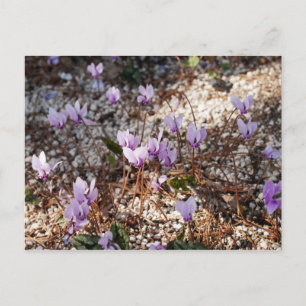 Cyclamen vykort