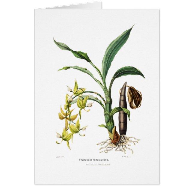 Cycnochesventricosum Hälsningskort (Framsidan)