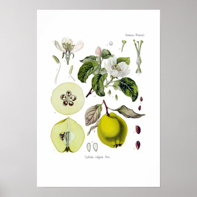 Cydonia vulgaris (Quince) Poster (Framsidan)