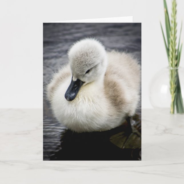 Cygnet för babysvan | kort (Framsida)