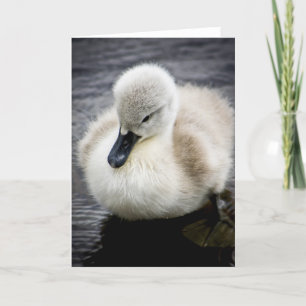 Cygnet för babysvan   kort