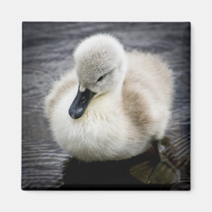 Cygnet för babysvan magnet