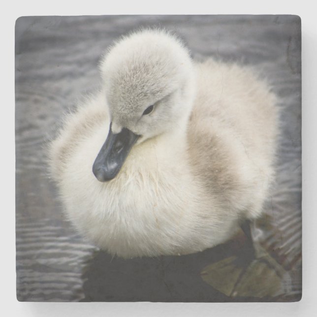 Cygnet för babysvan | underlägg sten (Framsidan)