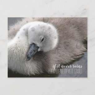 Cygnet Svan i Rain-inspirationen Vykort