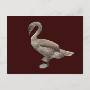 Cygnet ~ vykort