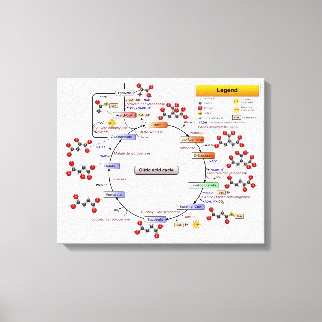 Cykel med citronsyra, TCA Cycle, diagram med krets Canvastryck (Framsida)