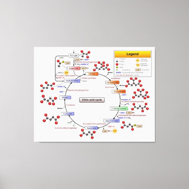 Cykel med citronsyra, TCA Cycle, diagram med krets Canvastryck (Framsida)