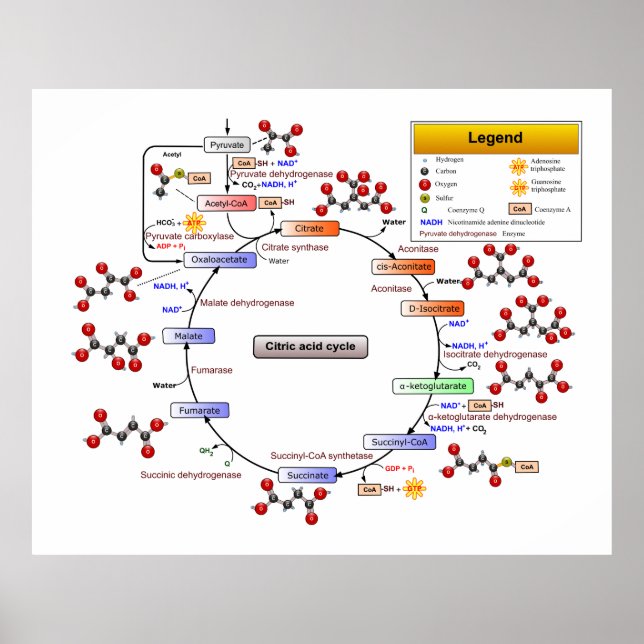 Cykel med citronsyra, TCA Cycle, diagram med krets Poster (Framsidan)