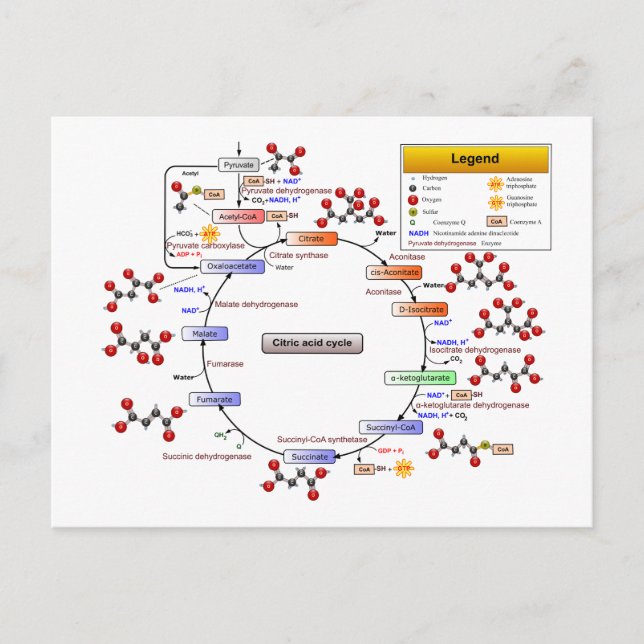 Cykel med citronsyra, TCA Cycle, diagram med krets Vykort (Framsida)