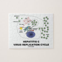 Cyklar den virus- replicationen för hepatit C