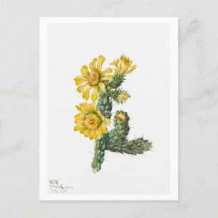 Cylindropuntia Whipplei Botanical Illustration Vykort