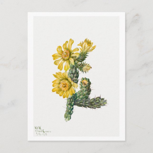 Cylindropuntia Whipplei Botanical Illustration Vykort (Framsida)