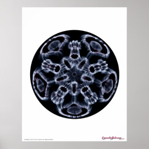 Cymatics: Musik noterar C Poster