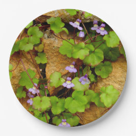 Cymbalaria Muralis Papprare Tallrikar