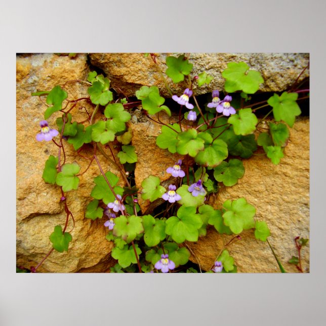 Cymbalaria Muralis Poster (Framsidan)