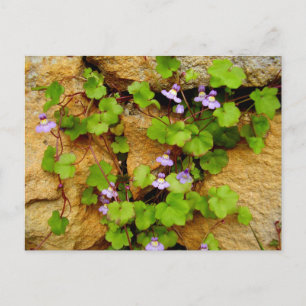 Cymbalaria Muralis vykort