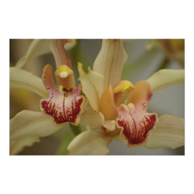 Cymbidium Delight Fototryck (Framsidan)