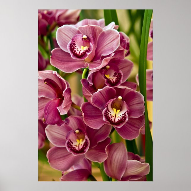 Cymbidium Orchid Poster (Framsidan)