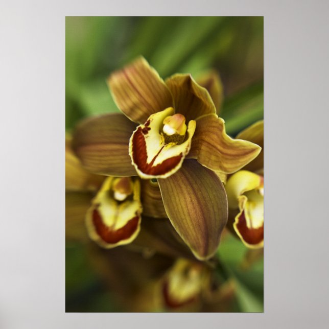 Cymbidium Orchid Poster (Framsidan)