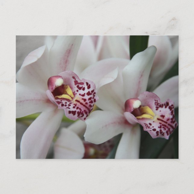 Cymbidium Orchid Vykort (Framsida)
