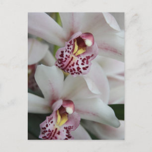 Cymbidium Orchid Vykort