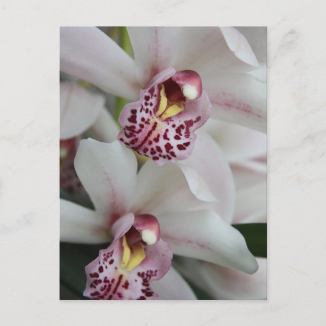 Cymbidium Orchid Vykort (Framsida)