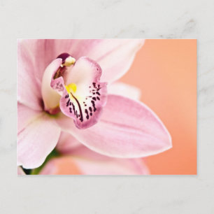 Cymbidium Orchid Vykort