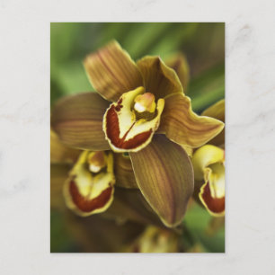 Cymbidium Orchid Vykort
