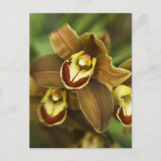 Cymbidium Orchid Vykort