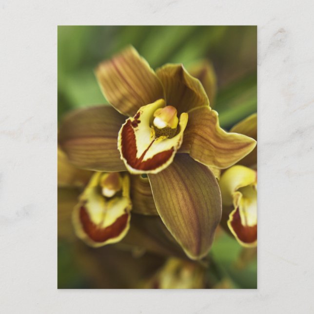 Cymbidium Orchid Vykort (Framsida)