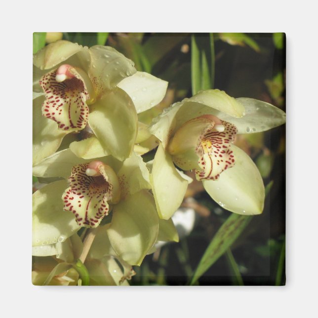 Cymbidium Orchids magnet (Framsidan)