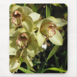 Cymbidium Orchids mousepad Musmatta