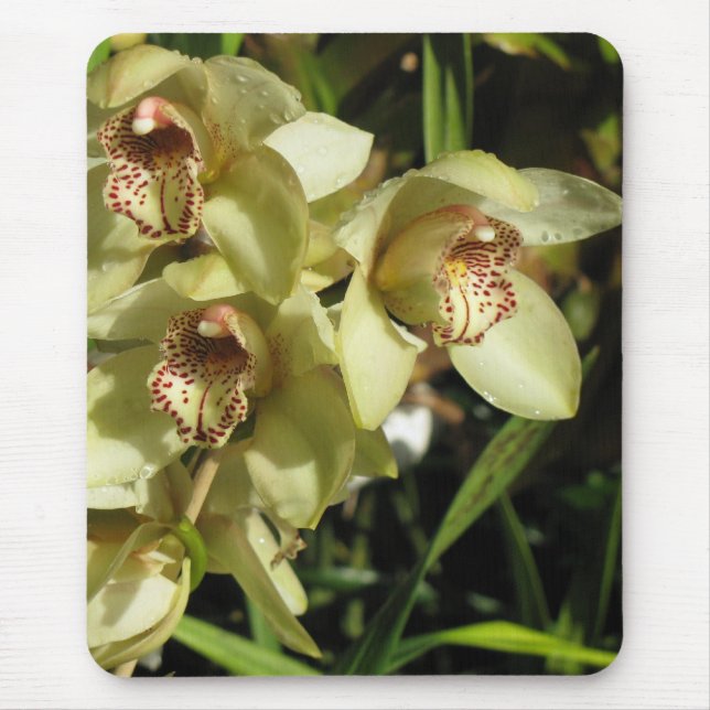 Cymbidium Orchids mousepad Musmatta (Framsidan)